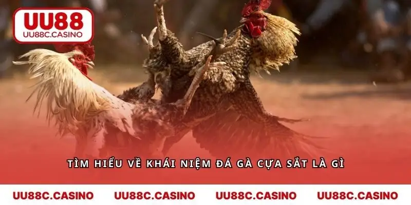 Tìm hiểu về khái niệm đá gà cựa sắt là gì