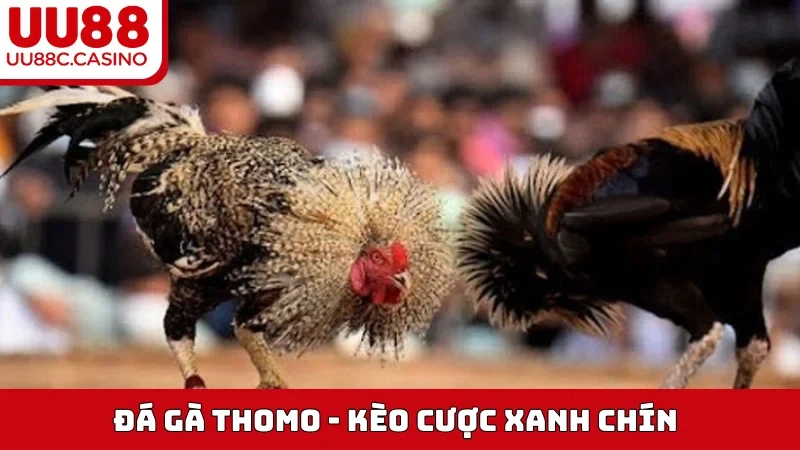 Đá Gà Thomo