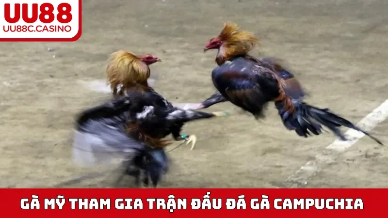 Gà Mỹ tham gia trận đấu Đá Gà Campuchia
